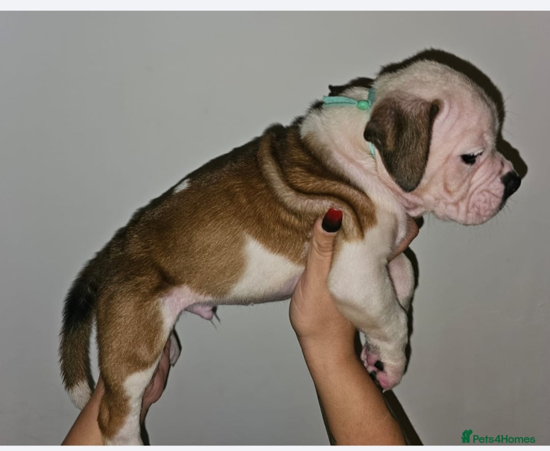 Alapaha Blue Blood Bulldog dogs for sale: IABBR. Health tested. Top lines.  - Advert 15