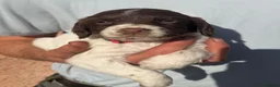 Sprocker dogs for sale: F1 Sprocker Spaniel Puppies - Advert 6