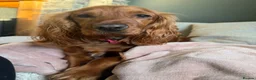 Cocker Spaniel dogs for sale: Beautiful show cocker spaniels  - Advert 15