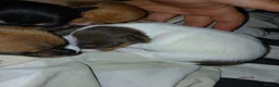 Jack Russell dogs for sale: JACK RUSSELL PUPPIES  in Newport - Advert 10