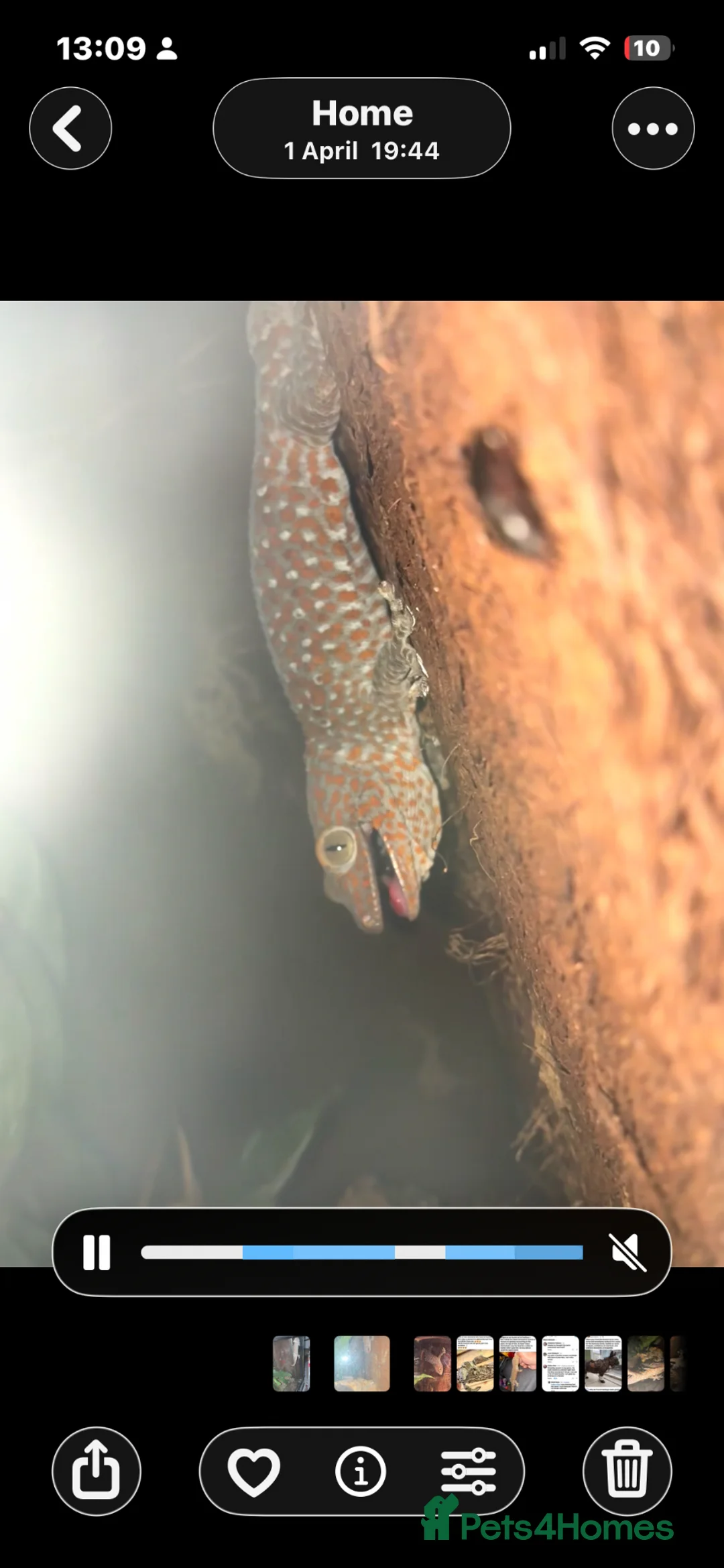 Gecko reptiles for sale: Proven Male Tokay in Normanton - Advert 2
