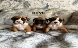 Boxer dogs for sale: Adorable Boxer Puppies - Ready Soon - Image 1