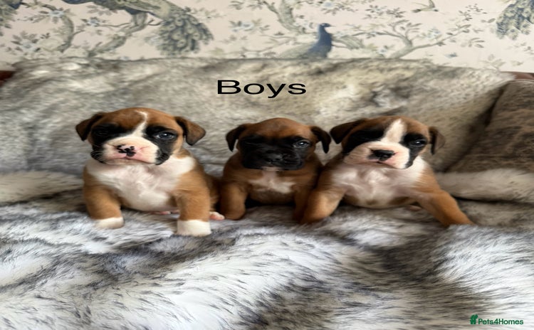Boxer dogs - Advert 14