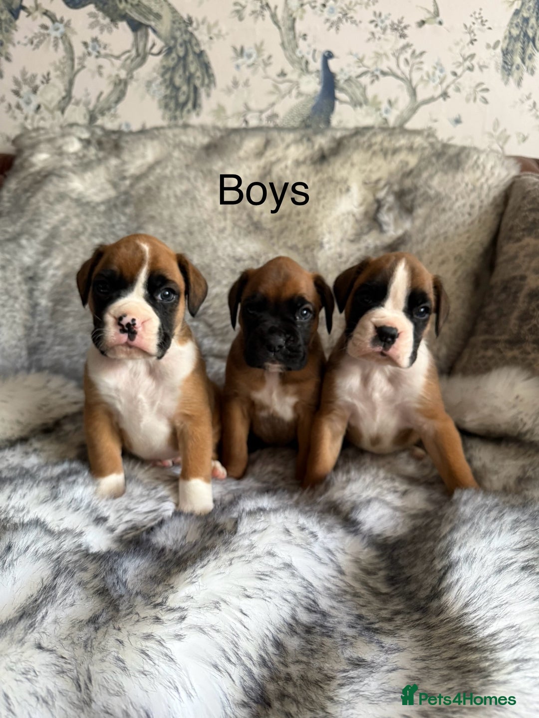 Boxer dogs for sale: Adorable Boxer Puppies - Ready Soon - Image 1