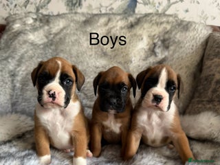 Boxer dogs - Advert 36