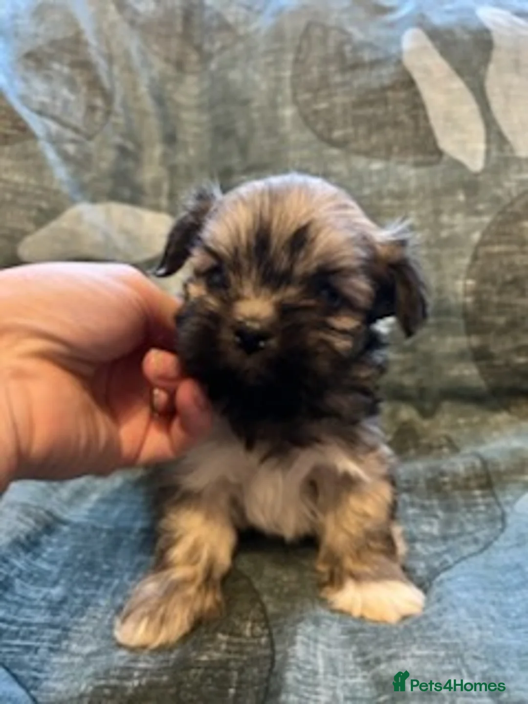 Lhasa Apso dogs for sale: KC reg Lhasa Apso puppies - Advert 2