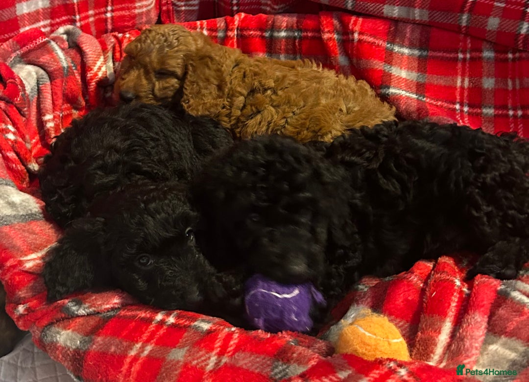 Cockapoo dogs for sale: 🐕‍🦺🐶ADORABLE COCKAPOO 🐶 🐕‍🦺 - Advert 12