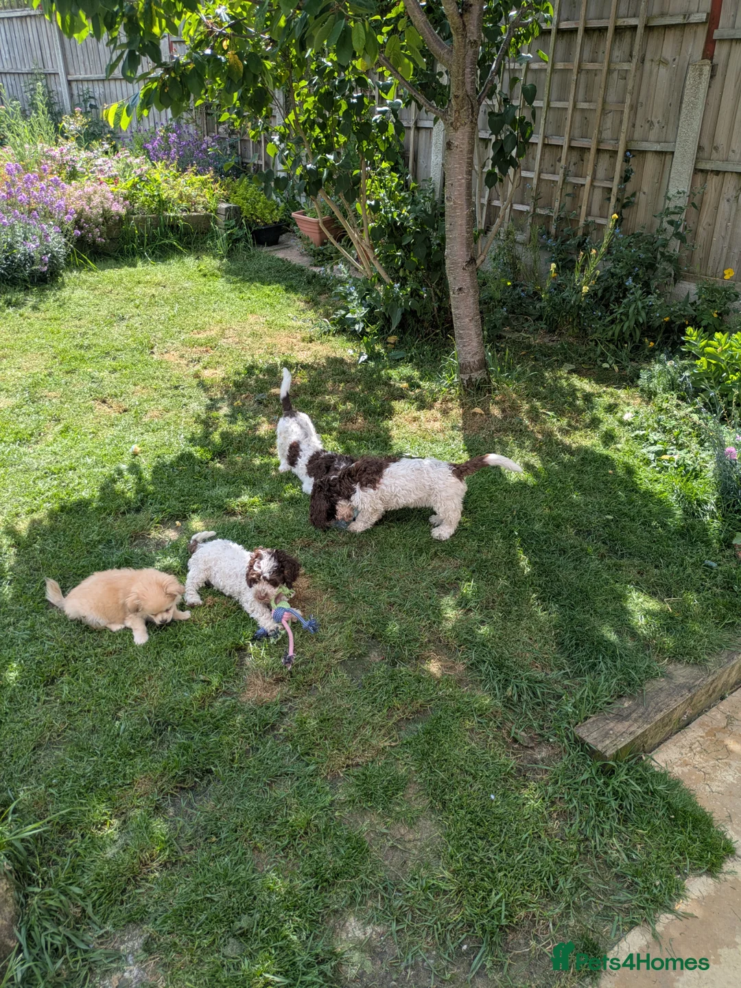 Cockapoo dogs for sale: 5 ⭐ DNA tested F1 cockapoos - Advert 1