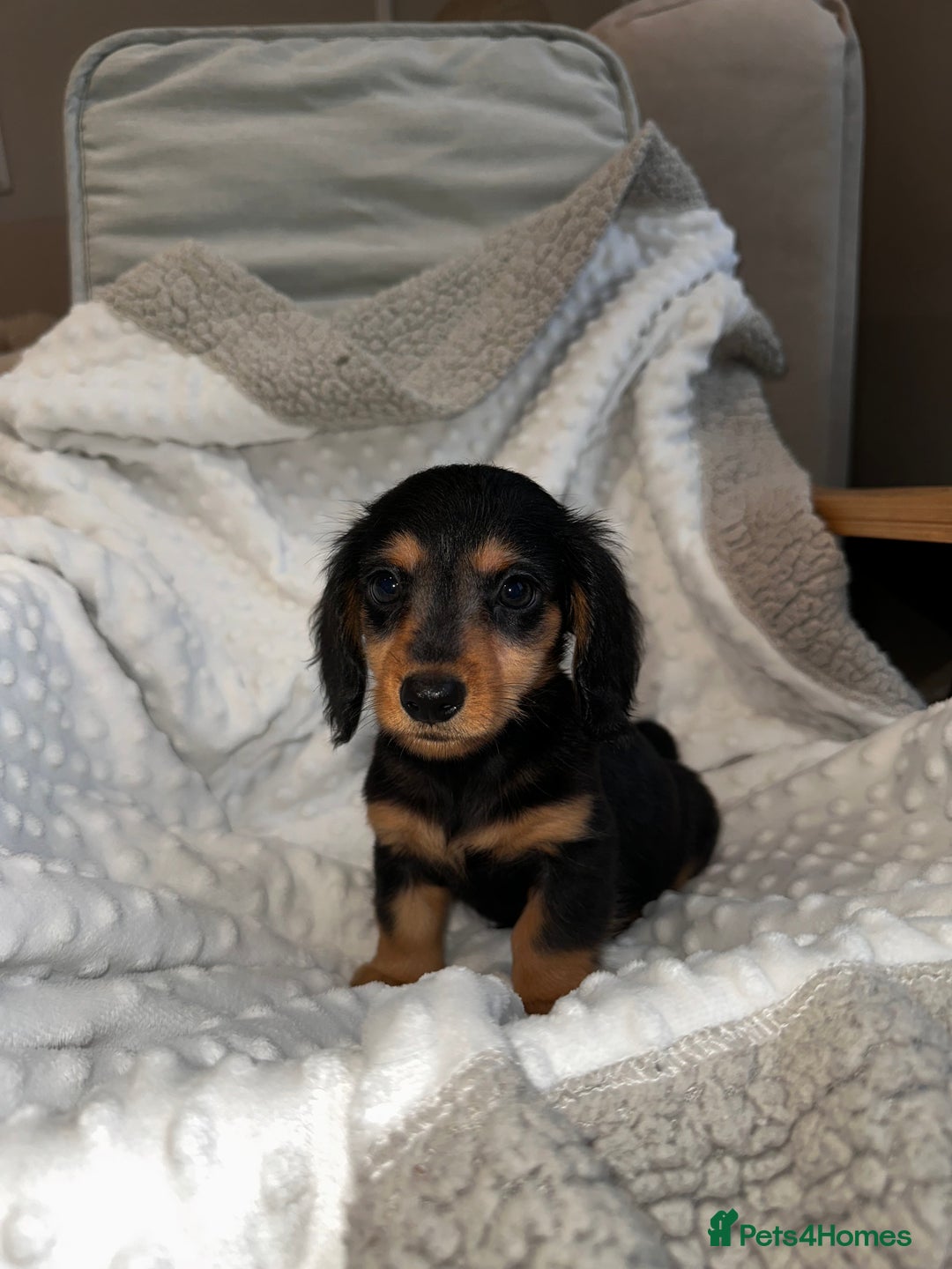 Miniature Dachshund dogs for sale: Miniature long hair dachshund 🤍 - Image 13