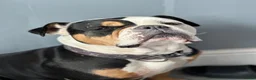 Old Tyme Bulldog dogs for sale: Margot Old Tyme Bulldog - Rehome  - Advert 3