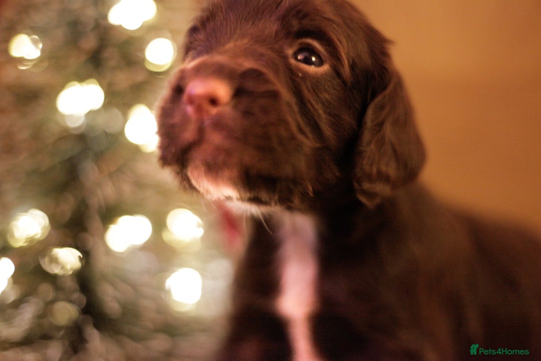 Cocker Spaniel dogs for sale: Working cocker spaniels  - Advert 7