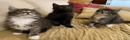 Maine Coon cats for sale: Maine Coon Absolutely Beautiful Kittens For Sale  in London - Advert 21