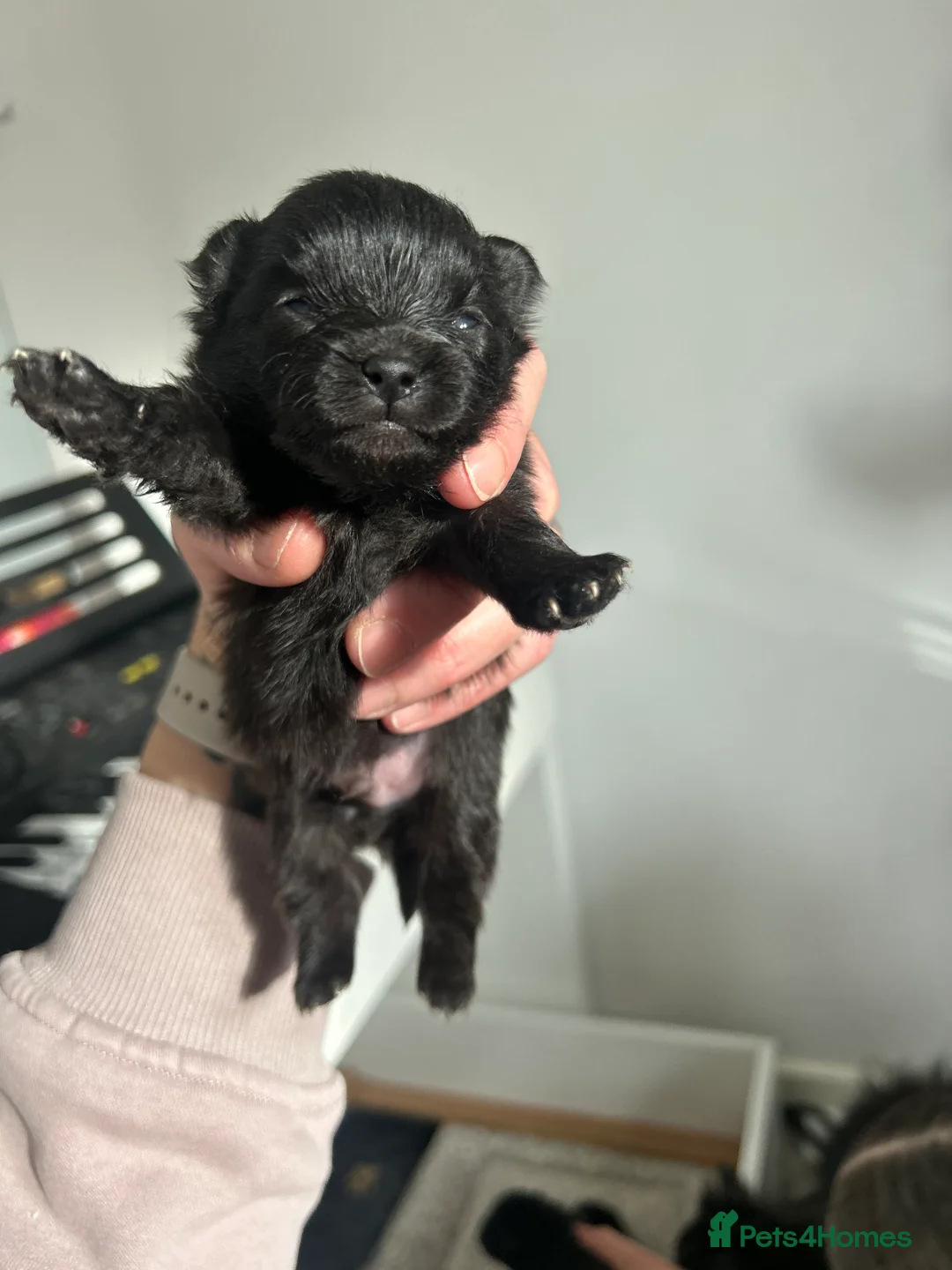 Pomeranian dogs for sale: Beautiful full Pomeranian  - Advert 12