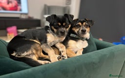 Mixed Breed dogs for adoption: Lolly and Poppy - Advert 1