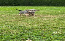 Jack Russell dogs for sale: Jack Russell, stunning litter,  in Doncaster - Image 35