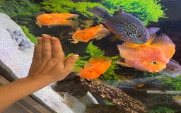 Cichlids fish for sale: Tropical fish  - Image 12