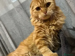 Scottish Fold cats Cute ginger boy - Advert 1