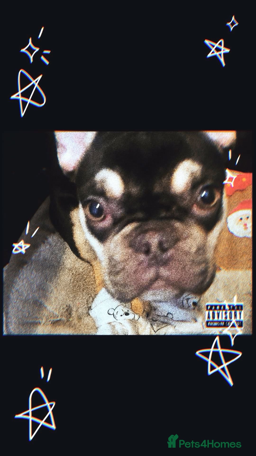 Mixed Breed rabbits for sale: 9 month old full French bulldog  - Advert 2