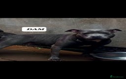 Staffordshire Bull Terrier dogs for sale: CHUNKY blue Staffordshire bull terror puppys - Image 11