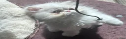Persian cats for sale: Beautiful Male Kitten Looking for His Forever Home - Advert 7