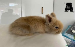 Lionhead rabbits for sale: Pure Breed Fluffy Double Mained Lionhead Kits - Image 3