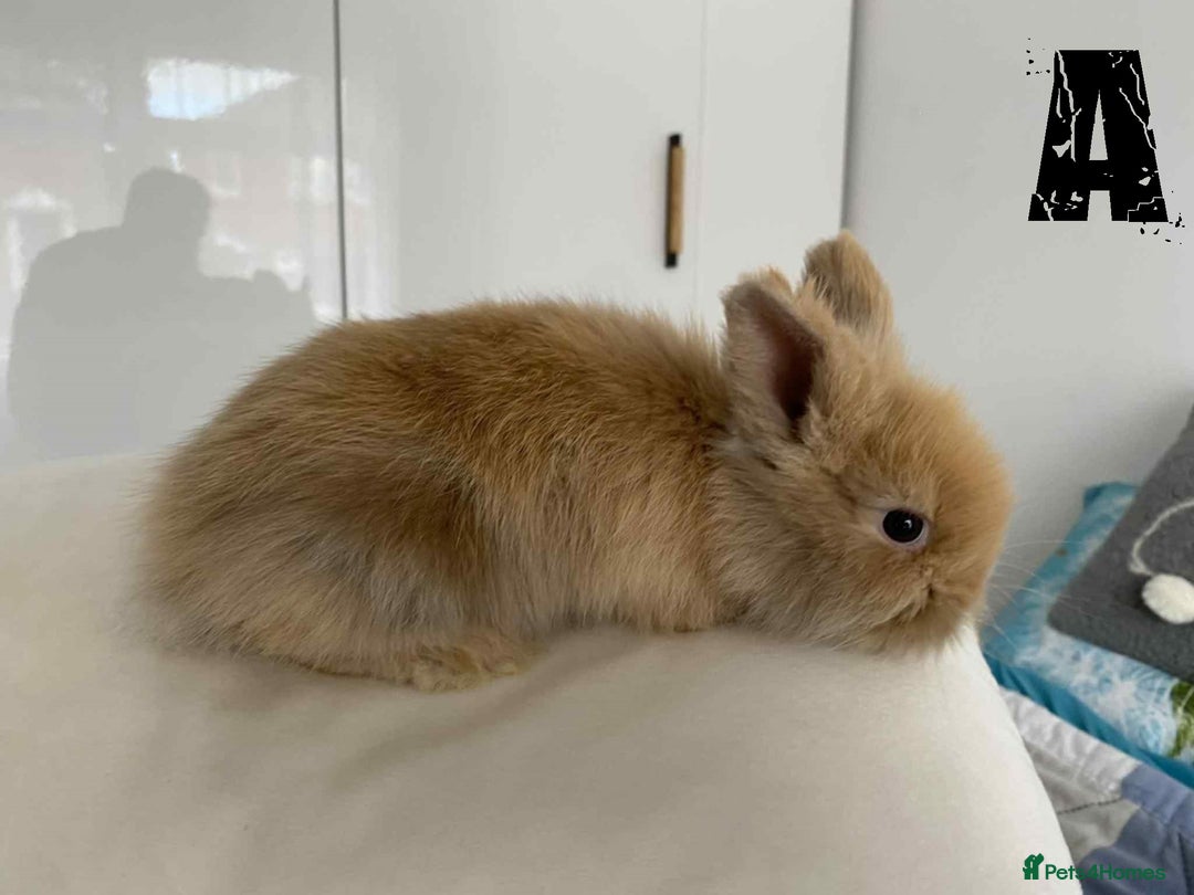 Lionhead rabbits for sale: Pure Breed Fluffy Double Mained Lionhead Kits - Image 3