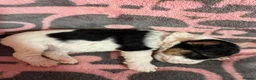 Fox Terrier dogs for sale: Beautiful Fox Terrier Puppies Available  - Advert 3