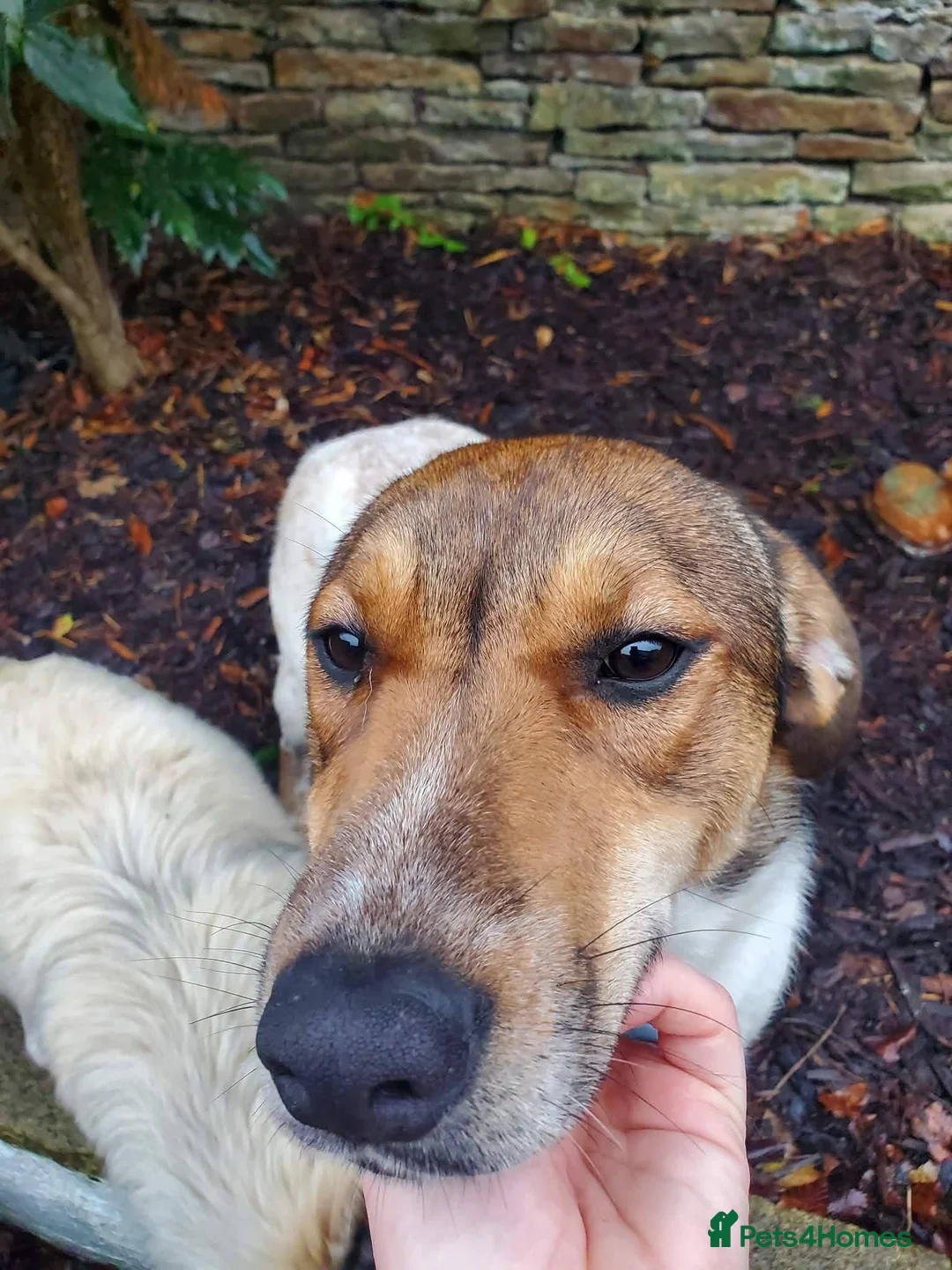 Mixed Breed dogs for adoption: Meet Nell, currently residing in Yorkshire  - Advert 6