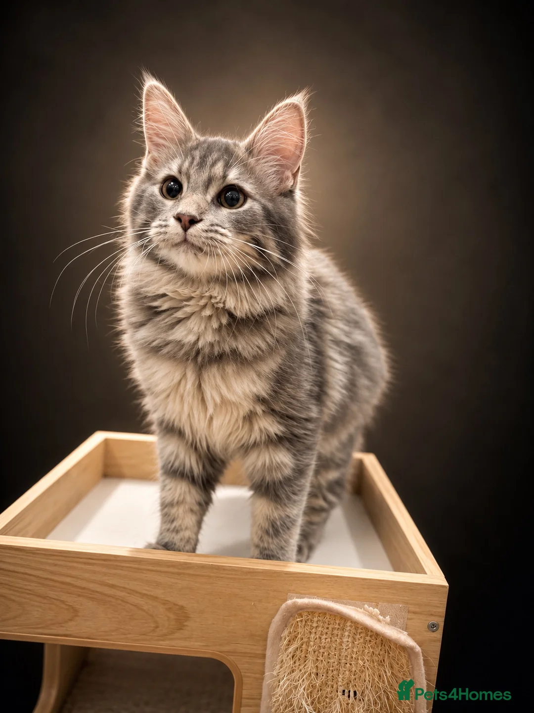 Maine Coon cats for sale: （Reduced）Maine coon girl finding forever home - Advert 6