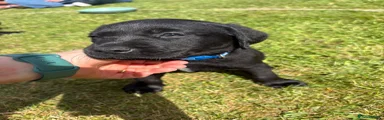 Reserved - Labrador Retriever Puppy Blue