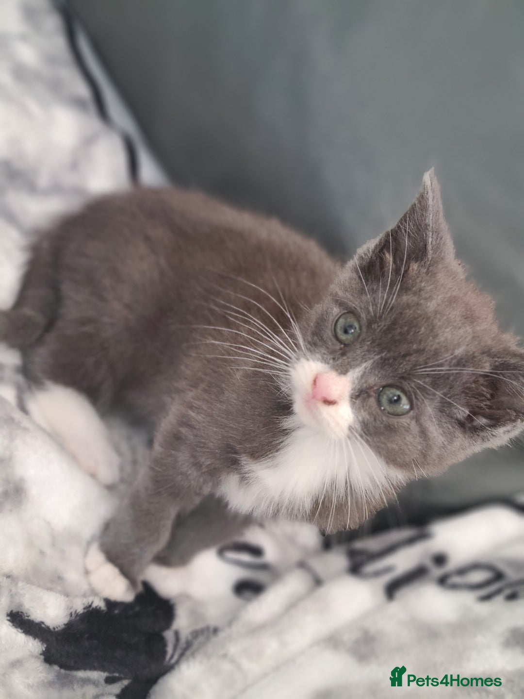 British Shorthair cats for sale: Bsh x tabby kittens  - Advert 8