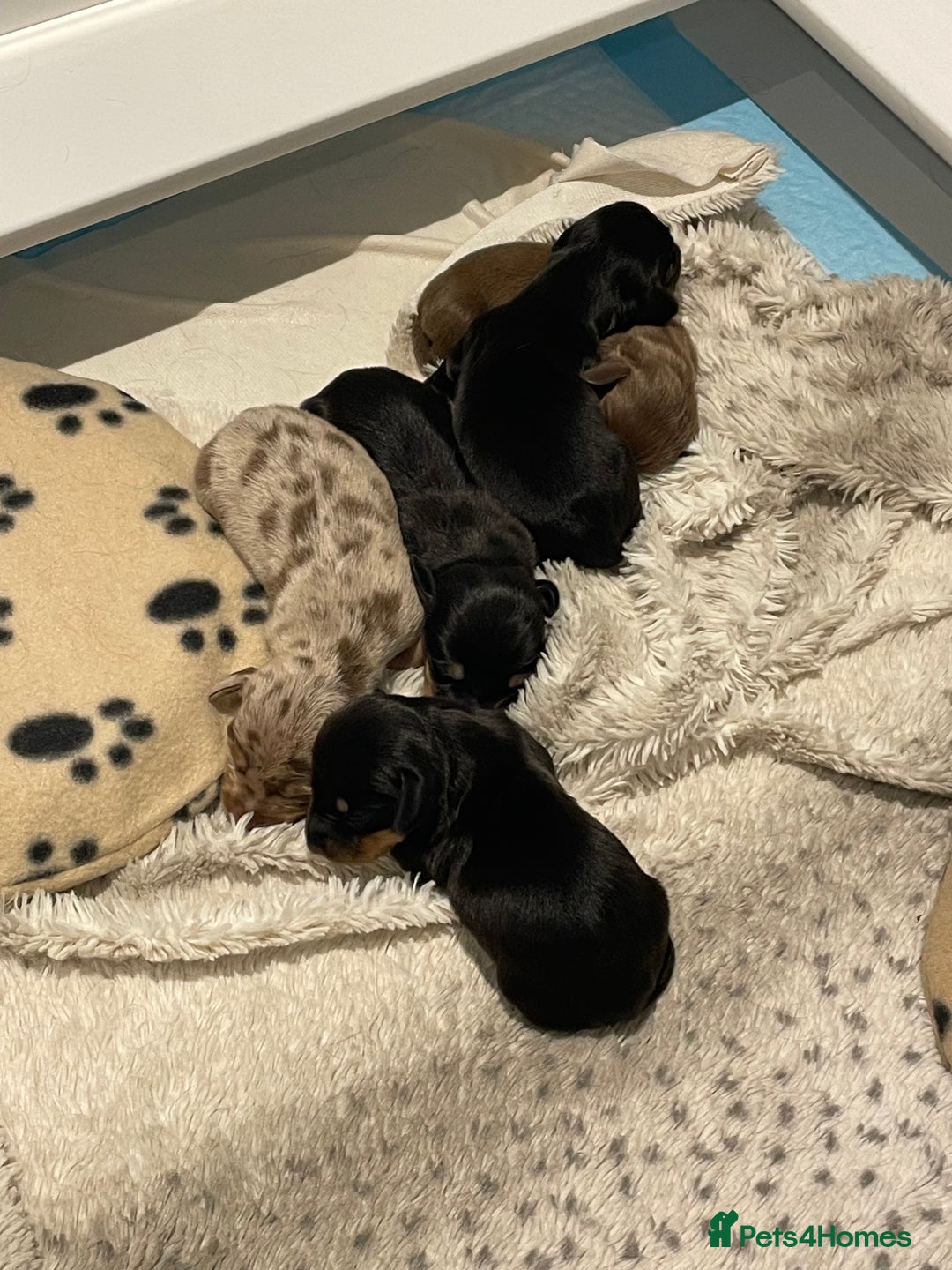 Miniature Dachshund dogs for stud: Proven dapple dachshund for stud - Image 9
