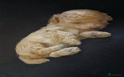 Maltipoo dogs for sale: Malitpoo  puppies  for sale in Canterbury - Image 22