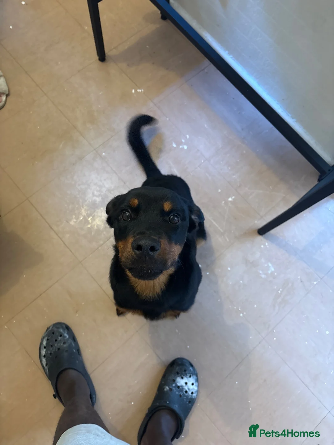 Rottweiler dogs for sale: Rottweiler  in Chesterfield - Advert 3