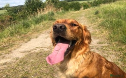 Goldendoodle dogs for sale: F1 Miniature Goldendoodle's 100% DNA Health-Tested - Image 6