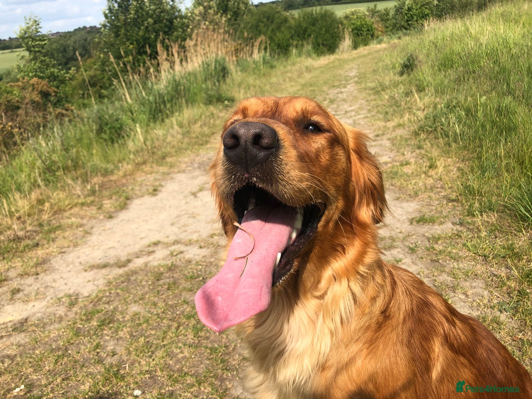 Goldendoodle dogs for sale: F1 Miniature Goldendoodle's 100% DNA Health-Tested - Image 6