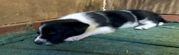 Border Collie dogs for sale: QUALITY BORDER COLLIE PUPPIES CHAMPION LINES in Cardiff - Advert 12