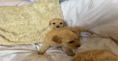 Mixed Breed dogs - Advert 5