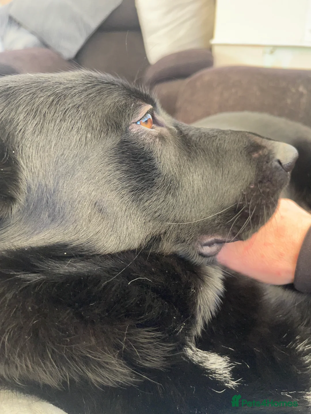 Mixed Breed dogs for sale: Shollie female  - Advert 7