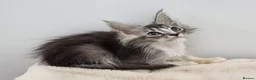 Maine Coon cats for sale: Registered Pedigree Maine Coon Kittens for sale  - Advert 14