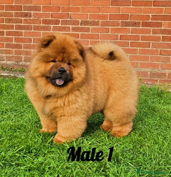 Chow Chow dogs Rare Crufts pedigree litter Kc registered  - Advert 1