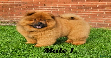 Chow Chow dogs Rare Crufts pedigree litter Kc registered  - Advert 5