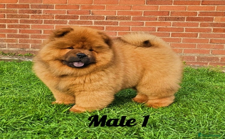 Chow Chow dogs Crufts pedigree litter Kc registered 07809707881  - Advert 1