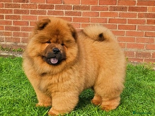 Chow Chow dogs Rare Crufts pedigree litter Kc registered - Advert 13