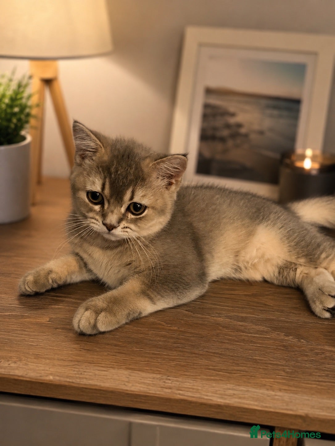 British Shorthair cats Golden Blue 🦋BSH Boy  - Advert 13