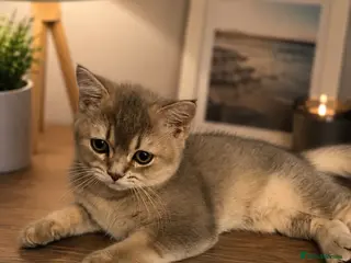 British Shorthair cats Golden Blue 🦋BSH Boy - Advert 13