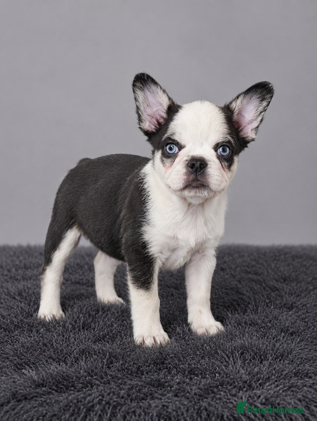 French Bulldog dogs French bulldog puppies  - Advert 4
