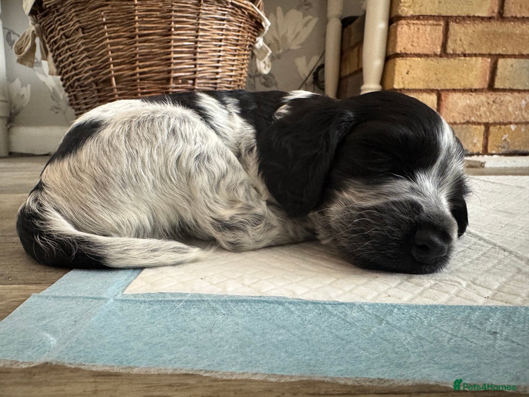 Cocker Spaniel dogs for sale: Cocker Spaniel Puppies  - Image 17