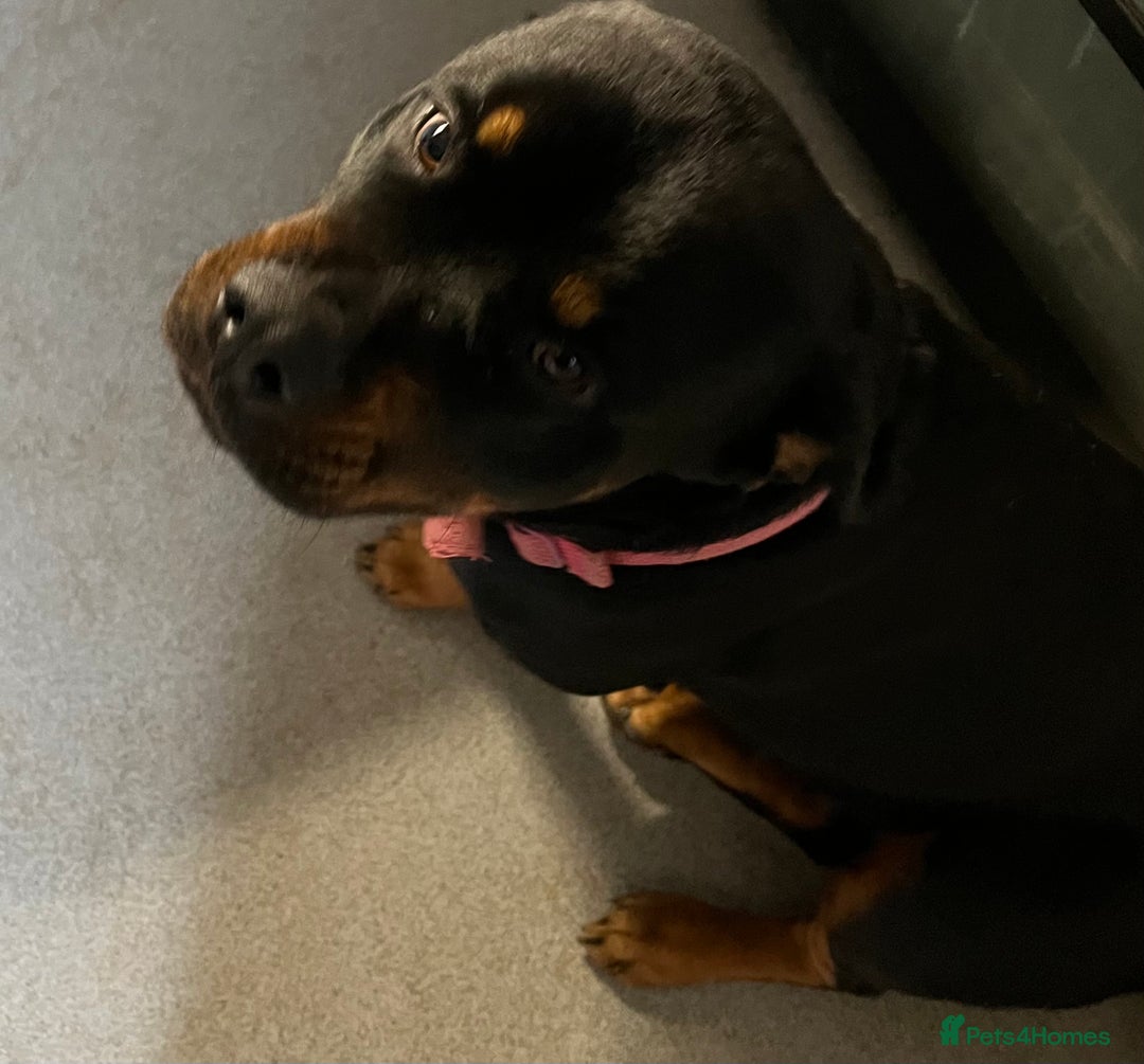 Mixed Breed dogs for sale: Rogue  - Advert 4