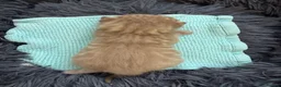 Bengal cats for sale: Beautiful Bengal cross kittens  - Advert 13
